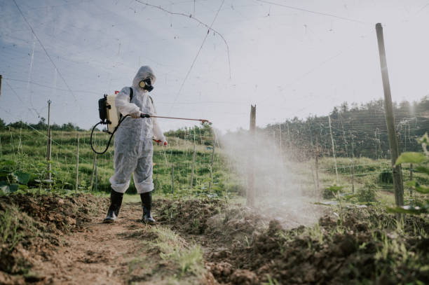 Best Termite Control Services  in Timberlane, IL