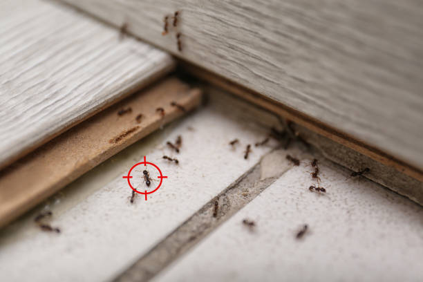 Best Residential Pest Control  in Timberlane, IL