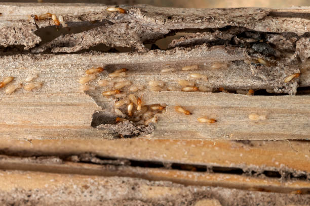 Best Pest Control Near Me in Timberlane, IL